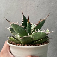 Succulent - Agave Titanota - 多肉 - 仁王冠龙舌兰