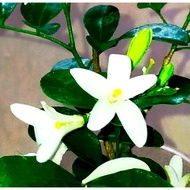 Kamuning Perfume Flower live plant
