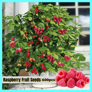 [Easy To Grow In The Philippines] 600pcs Potted Dwarf Raspberry Seed Sweet Delicious Fruit Seeds for