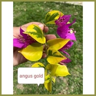 ✔ ✢ ∏ SALE!!! CUTTINGS ONLY!! with (Rare Bougainvillea Cuttings)