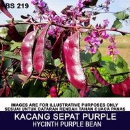 BIJI BENIH KACANG SEPAT PURPLE DAN HIJAU HYACINTH  BEAN SEED