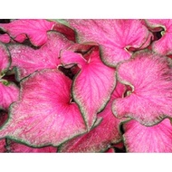 Caladium IMPORT USA (PASSIONATE)