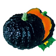Individual package Japan pumpkin seeds bumpy warty gourd with sweet flesh thick rind vine climbing  