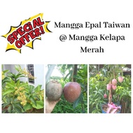 💥 Anak Pokok Mangga Epal Taiwan @ Mangga Kelapa Merah💥