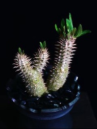 (302) 伊洛棒槌樹　Pachypodium inopinatum / 塊根植物 Caudex / 另售象牙宮、龜甲龍、索馬里葡萄甕、念珠橄欖/ 多肉植物
