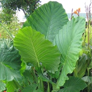 Alocasia Macrorrhiza Giant Taro /Anak Pokok Keladi Gajah/ Elephant Ear Plant / Alocasia Odora