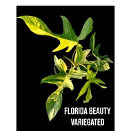 【LSG】 Philodendron Florida Beauty Variegated live plant