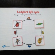 Material: Ladybug life cycle