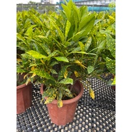Codiaeum Yellow / Garden Croton real live plant free organic fertiliser 0.5kg free organic soil 3kg