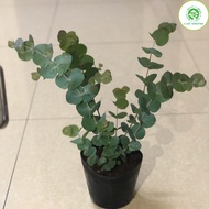 Cây Đô La Bạc - Bạch Đằng cảnh - Silver Dollar Tree - Eucalyptus cinerea (Argyle Apple)