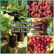 Anak Pokok Anggur Transfiguration- premium variety