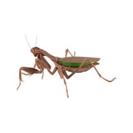 新箱識 🌟11月新貨🌟 現貨 行版 bandai 扭蛋 生物大圖鑑 螳螂 大螳螂 褐色型（腹部通常版）