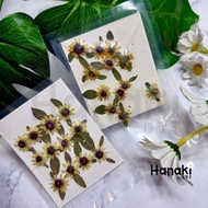 Daisy Butter Flower Dried Flowers Real Pressed
