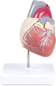 Vision Scientific VAC405-AN Life-Size Human Heart | 2 Parts | Anterior Wall Detachable to Reveal Ven