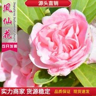 現貨 批發批發茶花鳳仙花種子 種籽重瓣四季易種庭院室內陽臺盆栽花種籽子指甲花包郵lzh