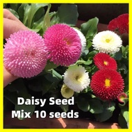English Daisy Seeds - Mixed Color 10 Seeds Daisy Flower Seeds for Planting Flowering Plants Seeds Benih Pokok Bunga