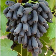 Biji Benih Anggur Sweet Sapphire Grape Seed - 10 Seed