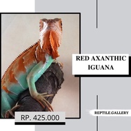 Reptile - Iguana Red Axanthic / Iguana Blue Red / Iguana Merah Biru UK