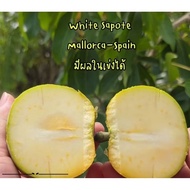 *EXTREMELY RARE FRUIT* WHITE SAPOTE MALLORCA SPAIN