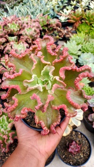sukulen echeveria octopus import