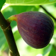 1 ต้น มะเดื่อฝรั่ง ลูกฟิก Fig trees กระถาง 10 นิ้ว ต้นสูง 70-80 ซม สายพันธุ์ Osborne Prolific