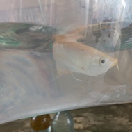 ikan arwana silver albino size 20cm