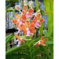 Anggrek vanda limbata