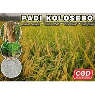 Benih Padi Kolosebo Terbaru Kemasan Premium 1 Kg
