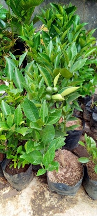 bibit jeruk limau / jeruk sambal berbuah
