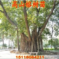 Courtyard Greening Seedlings Ficus Altissima Sapling Ma Rong Miao Big Blue Banyan Ficus Altissima Sa