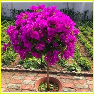 ♞,♘,♙100pcs Mixed Dwarf Bougainvillea Seeds Bonsai Seeds Gardening Flower Live Plants Halaman for S