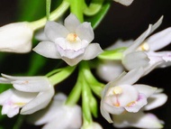 台灣 原生蘭花Geodorum densiflorum var. alba 垂頭地寶蘭 (白花變體)野生蘭