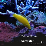 Ikan Hias Laut Yellow Wrase