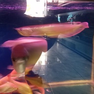 ikan arwana silver red size 40cm arowana hiasan aquarium