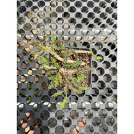 Euphorbia Decaryi (S) 邹叶麒麟 succulent cactus