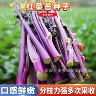 Red Vegetable Moss Seeds Hongshan Vegetable Moss Moss Moss Moss Moss Moss Seaweed Moss 26403A8/28