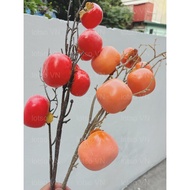 7 Persimmons Branch with Pollen, High Quality Moldy Stem, Extremely Beautiful Decoration CNY 502030