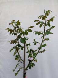 傳家寶 樹玫瑰 樹玫瑰  砧木 高度 60cm 砧木 粗1.2cm-1.5cm