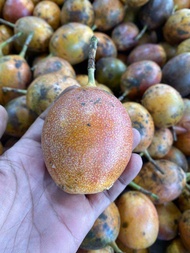 buah markisa Bali manis fresh 1 kg (pengiriman Jakarta dan sekitar karena rawan busuk)