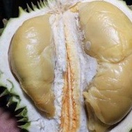 BENIH POKOK DURIAN D160 MUSANG QUEEN (TEKKA) KAHWIN