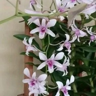 Anggrek Dendrobium Albertine dewasa