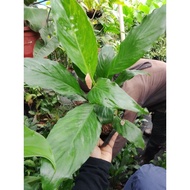 peace lily lucky plant live and rooted plant best indoor plant