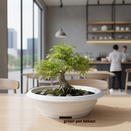 (3 pcs) Plastic flower Pot Bonsai UK 25 (25cm) - bonsai azalea 25 WHITE - Flat round bonsai