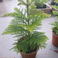 Araucaria Excelsa 170 pot