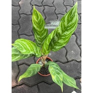 Chinese Evergreen | Aglaonema| Philippine Evergreen | Poison Dart Plant | Real Live Plant | Pokok Hi