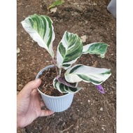 WHITE FUSION CALATHEA