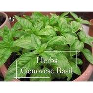 Edible Italian Genovese Basil Seeds - 100 Seeds Pot Friendly Planting, Basil Seeds, Pesto, Sweet Bas
