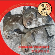 【Sungai Besar】Chinese Silver Pomfret / Ikan Bawal Putih Duai Tambak / 斗昌 斗底白鯧 斗底