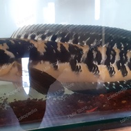 Ikan Hias Channa Maru Yellow Sentarum Jumboan 40cm up
