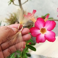 Ready Stock Anak Benih Pokok Bunga Kemboja Cina Adenium Desert Rose